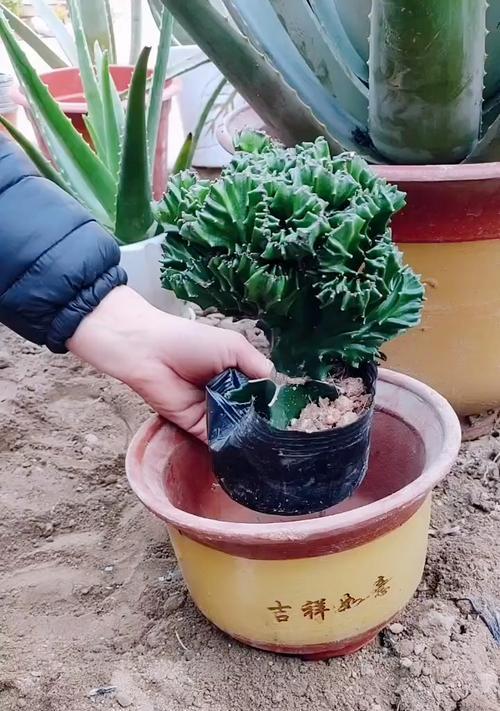 玉麒麟用什么土栽培最好?如何确保其生长旺盛? 玉麒麟用什么土栽培最好?如何确保其生长旺盛?