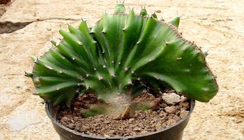 玉麒麟用什么土栽培最好?如何确保其生长旺盛? 玉麒麟用什么土栽培最好?如何确保其生长旺盛?