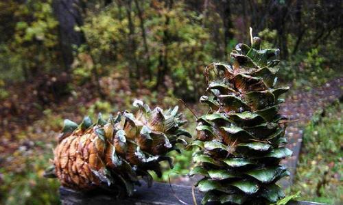 红松属于热带植物吗?红松生长环境有哪些特点?