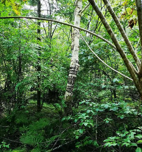 红松属于热带植物吗?红松生长环境有哪些特点? 红松属于热带植物吗?红松生长环境有哪些特点?