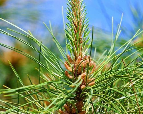 红松属于热带植物吗?红松生长环境有哪些特点? 红松属于热带植物吗?红松生长环境有哪些特点?