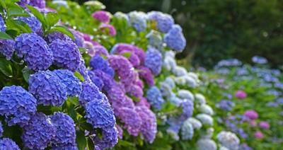 绣球花花语是什么意思？绣球花代表什么意义？