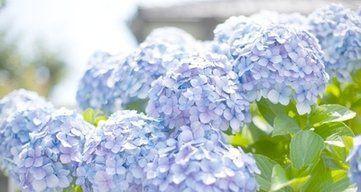 绣球花花语是什么意思？绣球花代表什么意义？