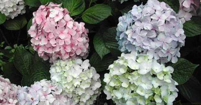 绣球花花语是什么意思？绣球花代表什么意义？