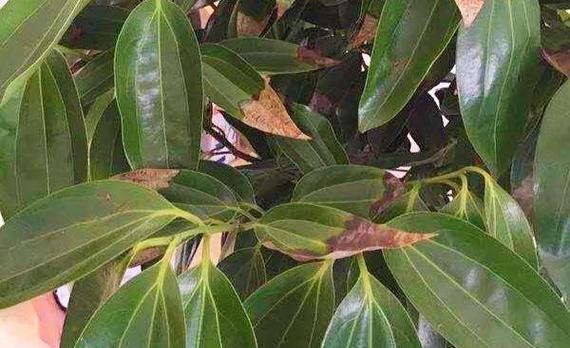 平安树换土的正确方法是什么？需要使用哪种土壤？