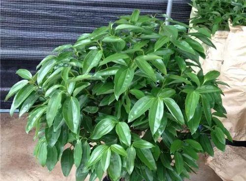 平安树换土的正确方法是什么？需要使用哪种土壤？