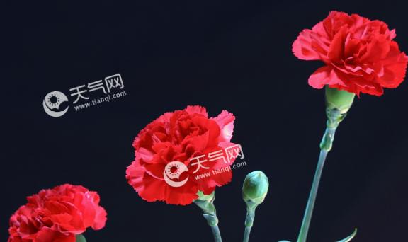 亲情花语（用花言巧表达亲情之爱）