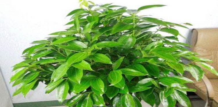 平安树换土的正确方法是什么？需要使用哪种土壤？