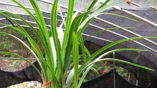 兰花分株移植的最佳时机是什么时候?具体操作步骤有哪些? 兰花分株移植的最佳时机是什么时候?具体操作步骤有哪些?