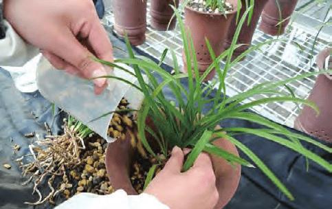 兰花分株移植的最佳时机是什么时候？具体操作步骤有哪些？