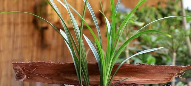 兰花分株移植的最佳时机是什么时候?具体操作步骤有哪些? 兰花分株移植的最佳时机是什么时候?具体操作步骤有哪些?