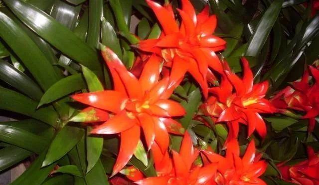 以分株繁殖代表意思的重要性（探索植物繁殖的奥秘）