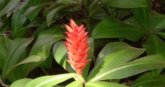 以分株繁殖代表意思的重要性（探索植物繁殖的奥秘）