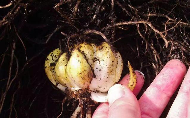 以分株繁殖代表意思的重要性（探索植物繁殖的奥秘）