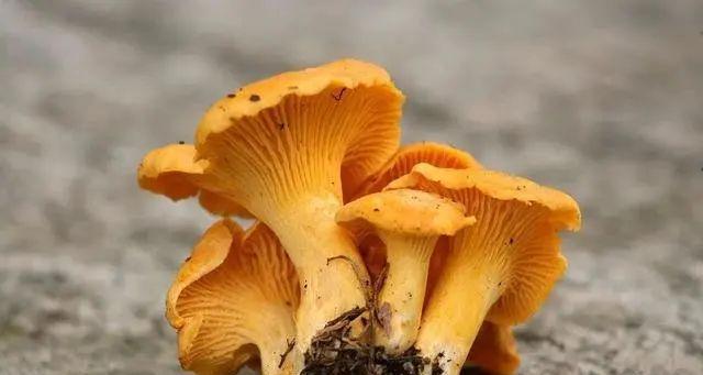 菌类属于低等植物吗？它们的分类和特点是什么？