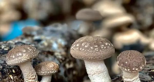 菌类属于低等植物吗？它们的分类和特点是什么？