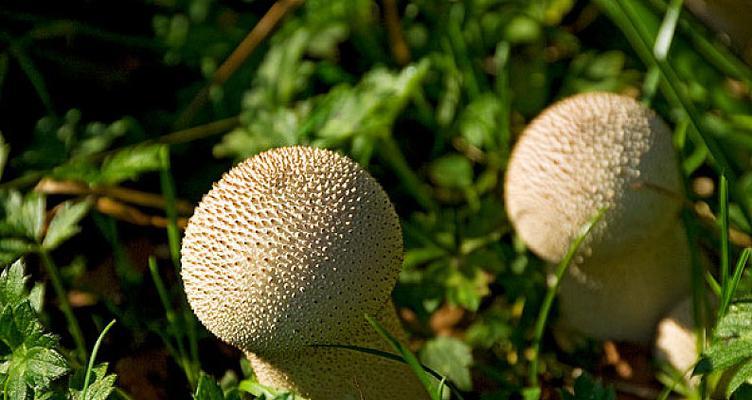 菌类属于低等植物吗？它们的分类和特点是什么？