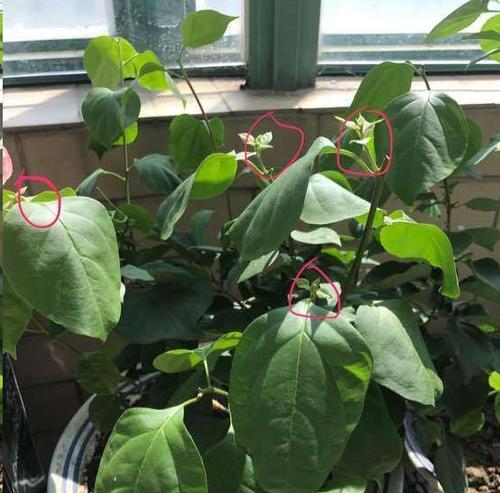 三角梅冬季落叶正常吗？如何应对冬季掉叶问题？