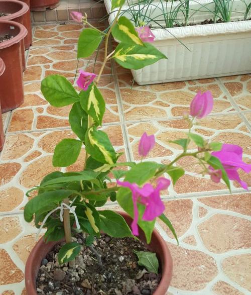 三角梅冬季落叶正常吗?如何应对冬季掉叶问题? 三角梅冬季落叶正常吗?如何应对冬季掉叶问题?