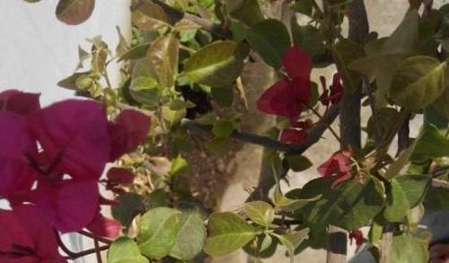 三角梅冬季落叶正常吗?如何应对冬季掉叶问题? 三角梅冬季落叶正常吗?如何应对冬季掉叶问题?