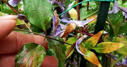 铁线莲叶子出现黑斑是什么原因?如何防治?