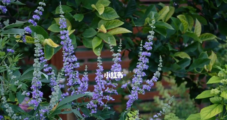 铁线莲叶子出现黑斑是什么原因?如何防治? 铁线莲叶子出现黑斑是什么原因?如何防治?