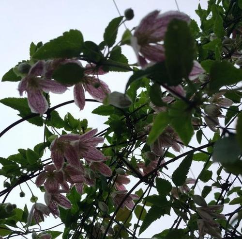 铁线莲叶子出现黑斑是什么原因?如何防治? 铁线莲叶子出现黑斑是什么原因?如何防治?