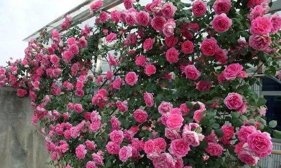 阳台种植月季的最佳时间是什么时候？有哪些简单方法？