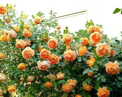 阳台种植月季的最佳时间是什么时候？有哪些简单方法？