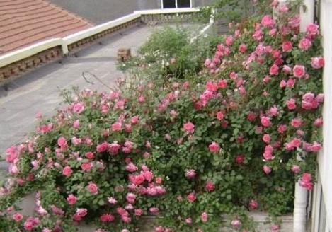 阳台种植月季的最佳时间是什么时候？有哪些简单方法？