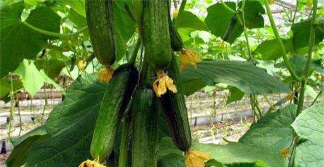 黄瓜一年能种几次?种植周期需要多长时间?