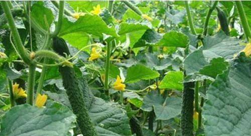 黄瓜一年能种几次?种植周期需要多长时间? 黄瓜一年能种几次?种植周期需要多长时间?