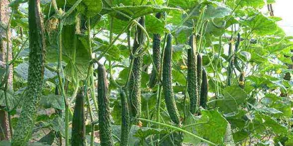 黄瓜一年能种几次?种植周期需要多长时间? 黄瓜一年能种几次?种植周期需要多长时间?