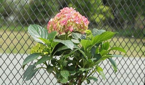 绣球花的生长习性特点是什么？如何正确养护绣球花？