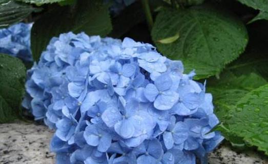 绣球花的生长习性特点是什么？如何正确养护绣球花？