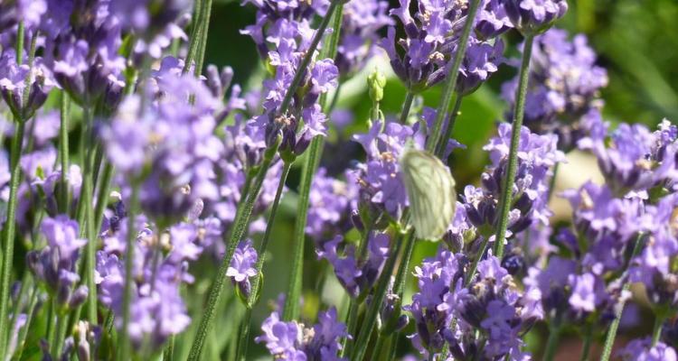 熏衣草香味对人体有害吗?使用时应注意什么?