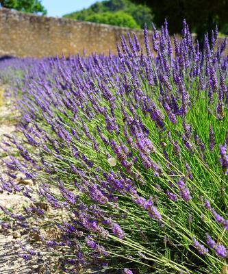 熏衣草香味对人体有害吗?使用时应注意什么? 熏衣草香味对人体有害吗?使用时应注意什么?