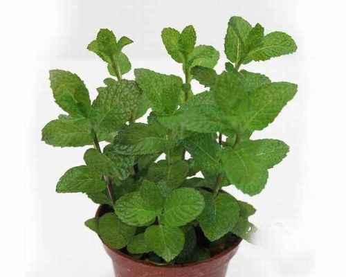 熏衣草香味对人体有害吗?使用时应注意什么? 熏衣草香味对人体有害吗?使用时应注意什么?