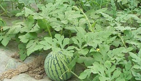 西瓜苗需要每天浇水吗？如何正确进行水分管理？