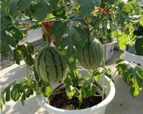 西瓜苗需要每天浇水吗？如何正确进行水分管理？