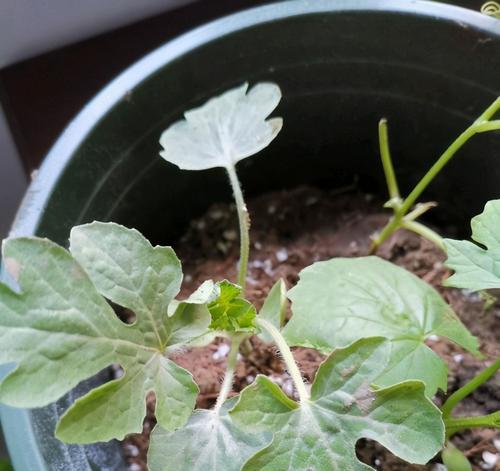 西瓜苗需要每天浇水吗？如何正确进行水分管理？