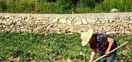 洗碗水浇菜安全吗?使用前需要了解哪些事项? 洗碗水浇菜安全吗?使用前需要了解哪些事项?