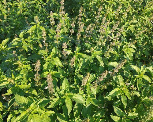 九层塔是多年生植物吗？种植和养护需要注意什么？