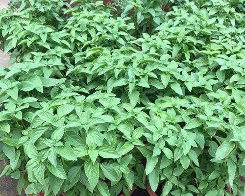 九层塔是多年生植物吗？种植和养护需要注意什么？