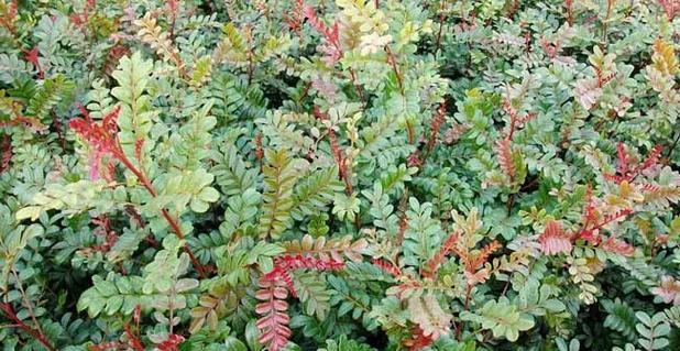 清香木多久浇一次水?如何判断浇水时机?