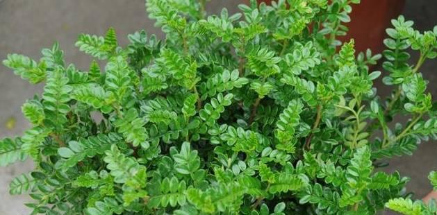 清香木多久浇一次水?如何判断浇水时机? 清香木多久浇一次水?如何判断浇水时机?