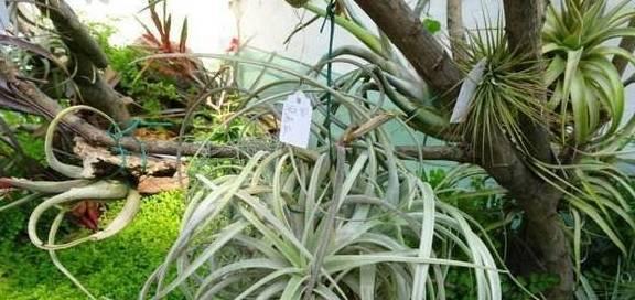 空气凤梨叶子卷曲了怎么办?如何补救处理?