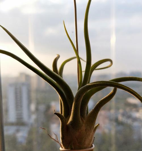 空气凤梨叶子卷曲了怎么办？如何补救处理？