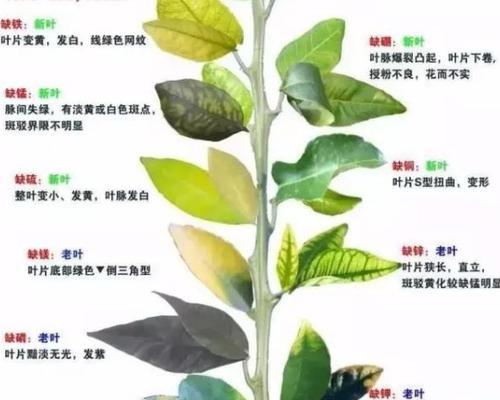 空气凤梨叶子卷曲了怎么办？如何补救处理？