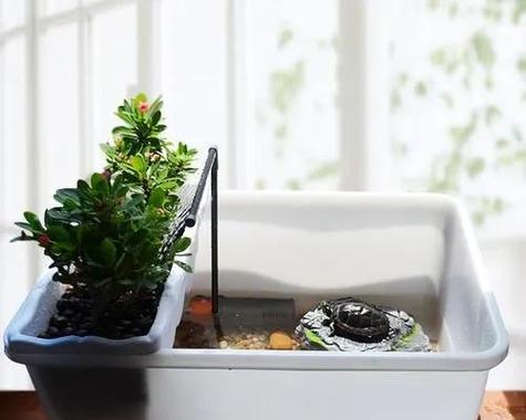 乌龟水浇花好吗?使用乌龟水对植物有什么影响?